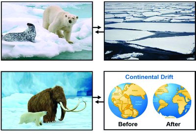 Polar bear, mammoth, continental drift, and sea ice