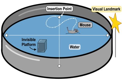 Stimulus response chain in fly mating behavior