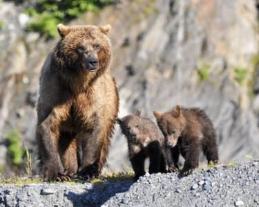 Rover and sitter larvae foraging behavior