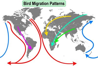 Bird migration patterns map