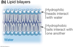 Lipid bilayer structure showing hydrophilic heads and hydrophobic tails