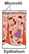 Microvilli on epithelial cells