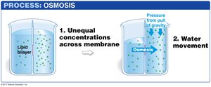 Osmosis process across a membrane