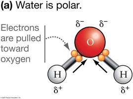 Water molecule polarity
