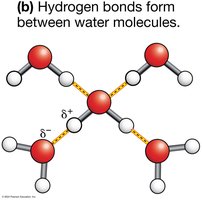 Hydrogen bonding between water molecules