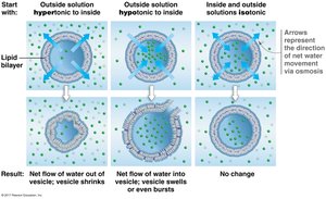 Osmosis in vesicles