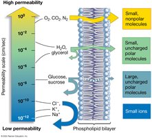 Membrane permeability for different molecules