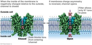 Gated ion channel