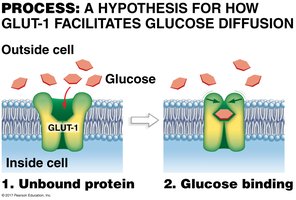 GLUT-1 glucose transporter
