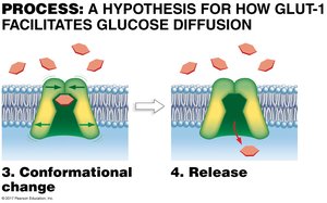 GLUT-1 glucose transporter conformational change