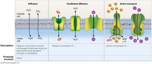 Summary of passive and active transport