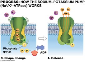 Sodium-potassium pump step 1 and 2