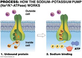 Sodium-potassium pump step 3 and 4