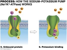 Sodium-potassium pump step 5 and 6