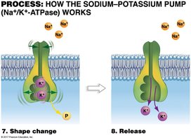 Sodium-potassium pump step 7 and 8
