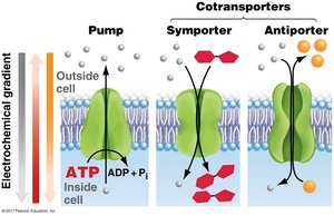 Cotransporters: pump, symporter, antiporter