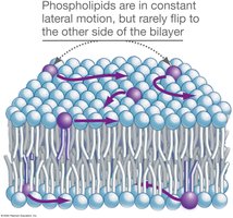 Phospholipid movement within the bilayer