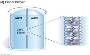 Planar bilayer experimental setup