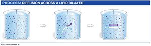 Diffusion process across a lipid bilayer