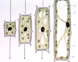Plant cells with vacuoles reducing internal volume