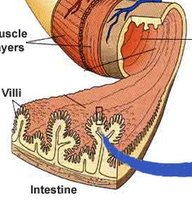 Intestinal villi increasing surface area