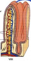 Close-up of villi structure