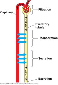 Diagram of filtration, reabsorption, secretion, and excretion in an excretory tubule