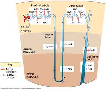 Diagram of nephron structure and function