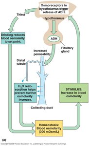 ADH regulation of water reabsorption in the kidney