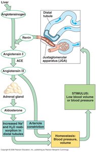 RAAS pathway for blood pressure regulation