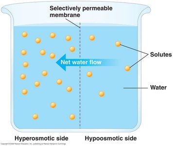 Jellyfish as an example of an osmoconformer