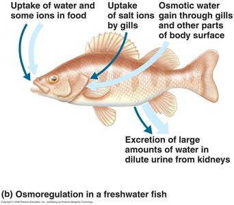 Osmoregulation in a freshwater fish