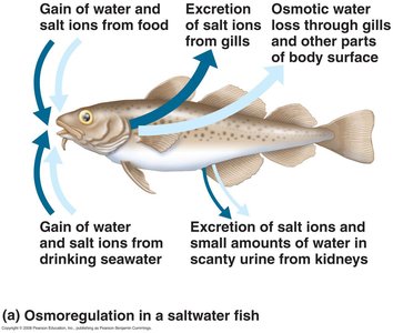 Osmoregulation in a saltwater fish