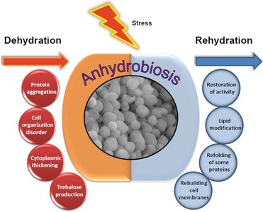 Diagram of anhydrobiosis: dehydration and rehydration