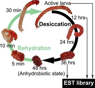 Life cycle of anhydrobiosis in a larva