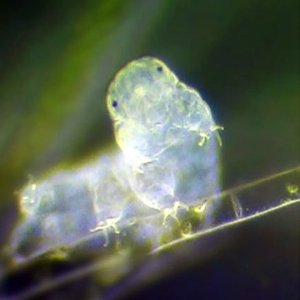 Tardigrade, an animal capable of anhydrobiosis