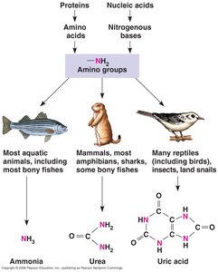 Pathways of nitrogenous waste production in different animals