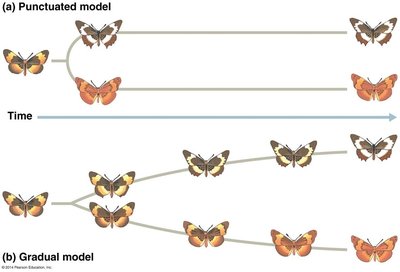 General Biology Study Guide: Speciation & Evolution Overview | Notes