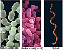 Bacterial shapes: cocci, bacilli, spirilla