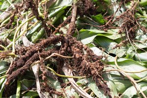 Nitrogen-fixing nodules on plant roots