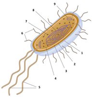 Labeled diagram of prokaryotic cell structure