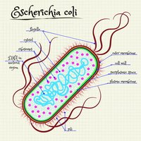 Bacteria decomposing organic matter