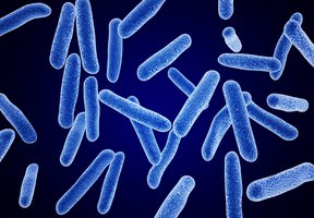 Bacteria in various oxygen environments
