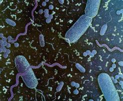 Various prokaryotic cells under microscope