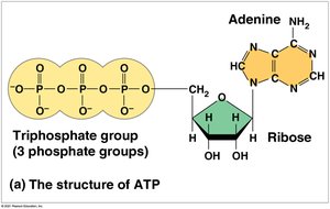 Structure of ATP