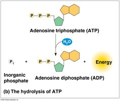 Hydrolysis of ATP