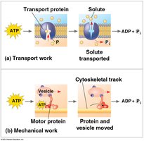ATP powers transport and mechanical work