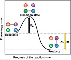 Energy profile of an exergonic reaction