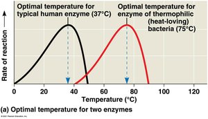 Optimal temperature for enzymes