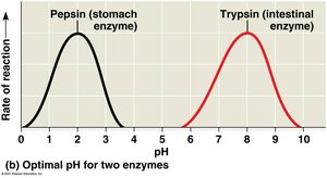 Optimal pH for enzymes